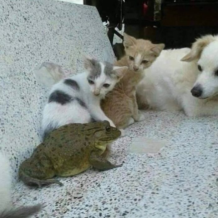 Minimalist doodle of two cats and a dog looking at a small object, showcasing artist’s viral cat pics turned into humorous art.