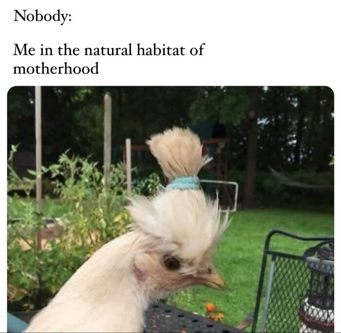 Funny meme showing a chicken with a hair tie captioned about the natural habitat of motherhood, capturing cool mom humor.