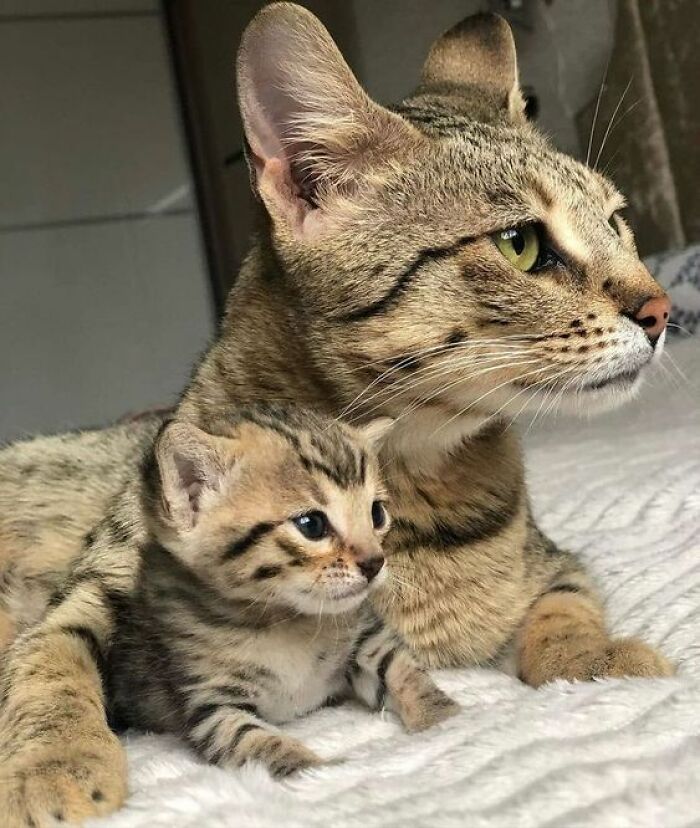 Tabby cat and kitten lying close together on a white blanket, showcasing adorable and wholesome cat moments.