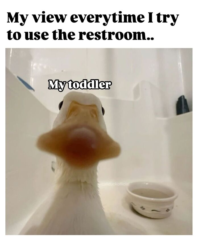Close-up of a duck labeled my toddler blocking view, humorously capturing parenting moments with toddlers in memes.