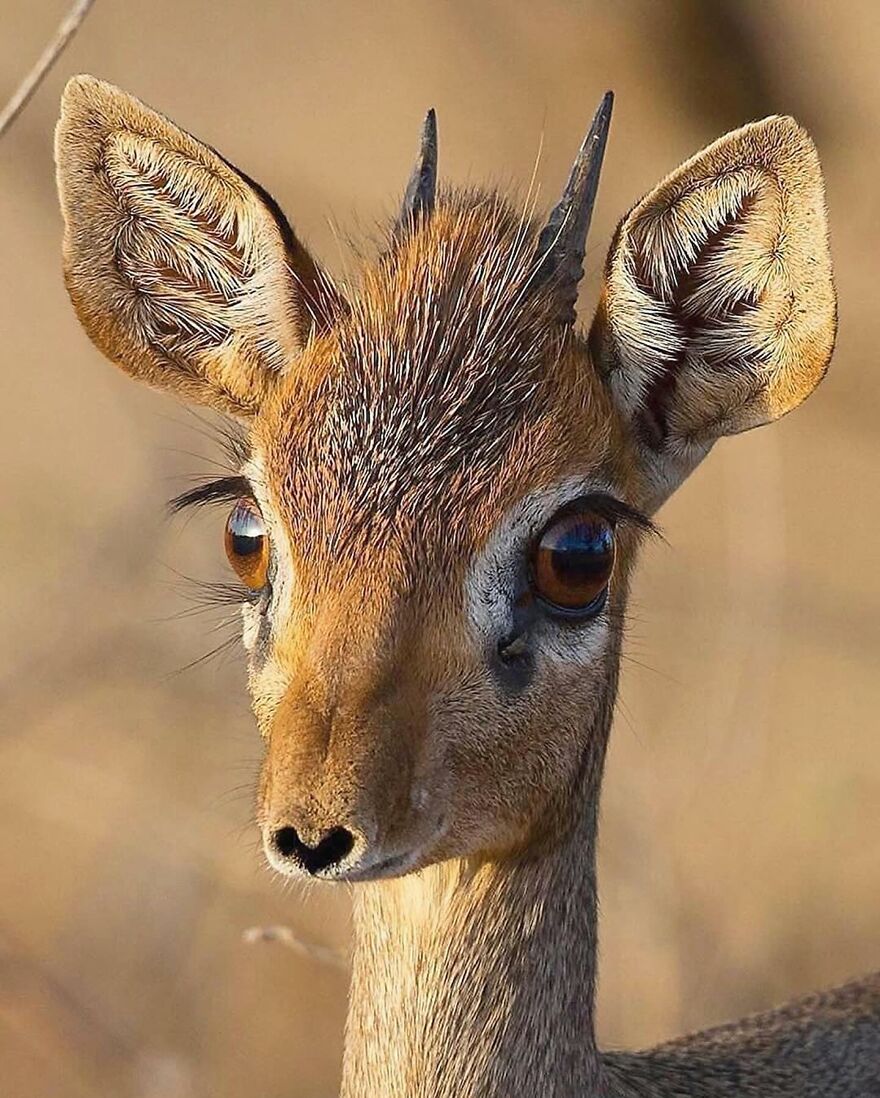 Close-up of an adorable and beautiful animal with large eyes and ears in a natural outdoor setting.