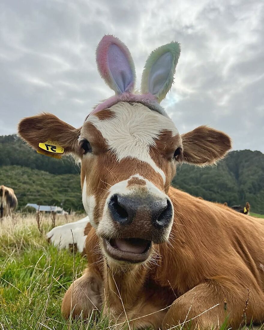 Adorable cow lying in a grassy field wearing colorful bunny ears against a cloudy sky, showcasing beautiful animals outdoors.