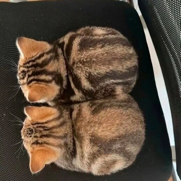 Minimalist doodle of two orange cats lying back to back, illustrating viral cat pics with a humorous and spot-on style.