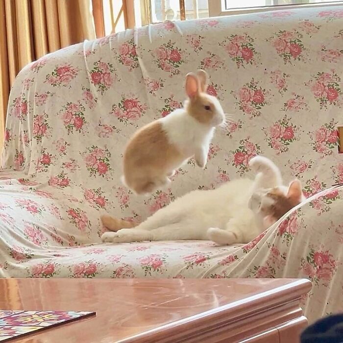 Minimalist doodle of a viral cat lying down with an animated rabbit, showcasing artist's spot-on cat doodles.