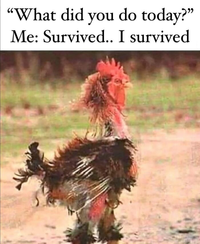Tired chicken meme with text about surviving the day, humorously capturing what it's like being a parent.