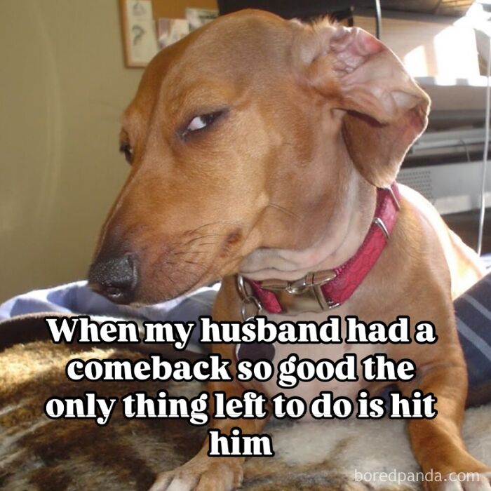 Skeptical dog meme representing a cool mom's reaction to a husband's clever comeback in parenting humor.