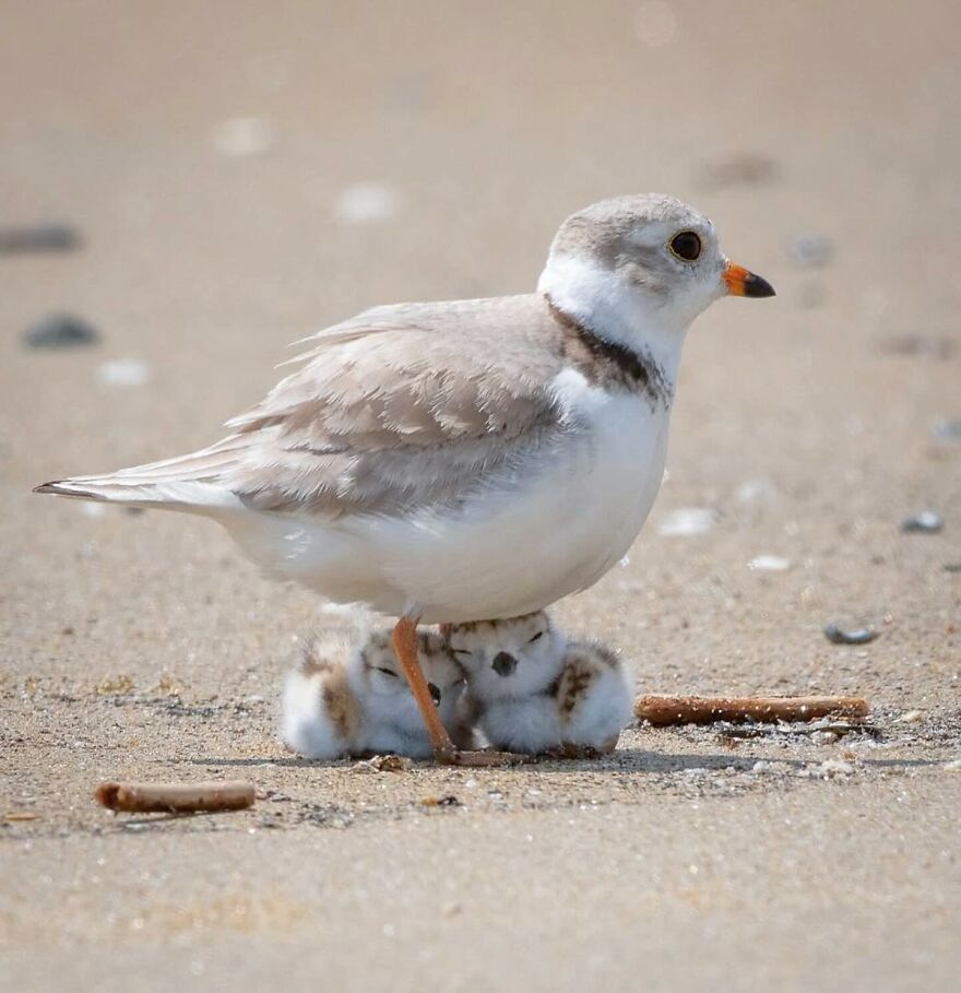 Small adorable bird standing on the beach with its fluffy chicks, showcasing beautiful animals in their natural habitat.