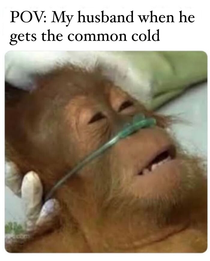 Sick orangutan with an oxygen tube, humorously illustrating parent life in relatable memes about being a cool mom.