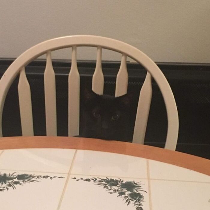 Minimalist doodle of a black cat with glowing eyes behind a chair, from viral cat pics turned into art by an artist.