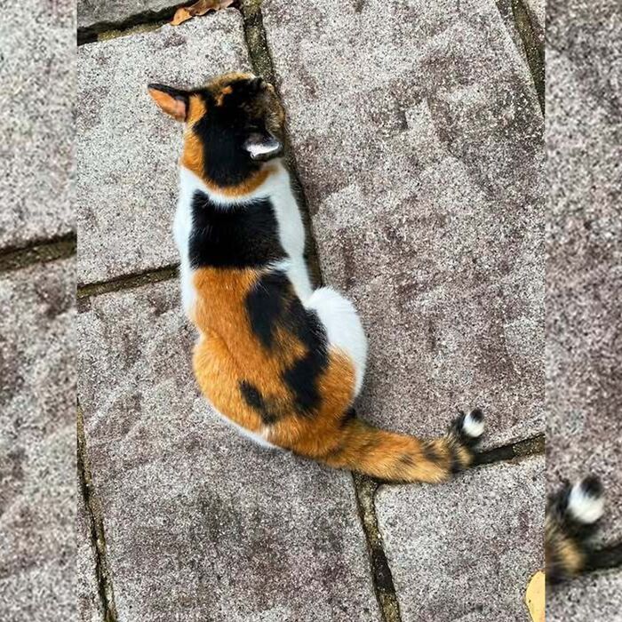 Minimalist doodle of a calico cat viewed from behind, inspired by viral cat pics turned into spot-on art.