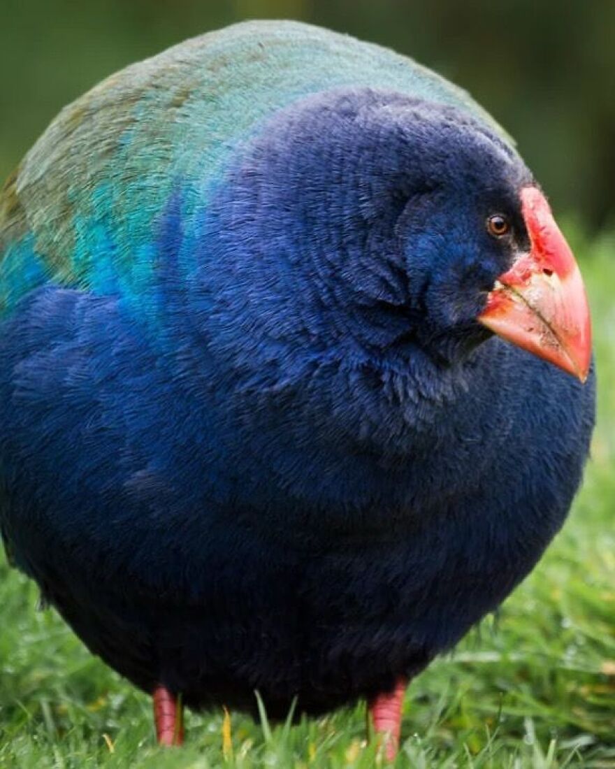 Colorful blue and green bird with a bright red beak standing on grass, one of the adorable and beautiful animals.