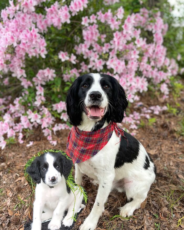 Two black and white dogs wearing matching red plaid bandanas in front of pink flowers, showing animal photo edits.