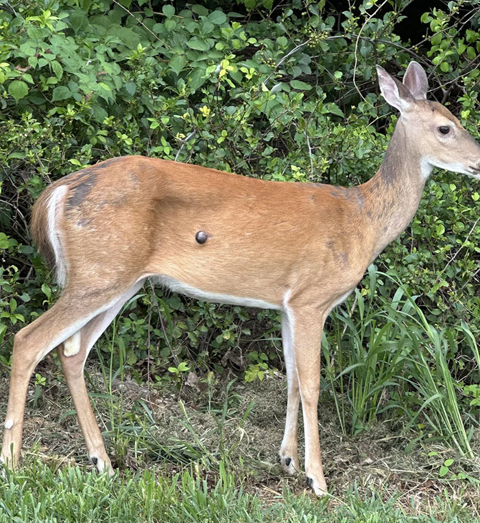 Deer standing near bushes with a dark flesh bubble on its side, raising concerns of a mutant deer outbreak in the US.