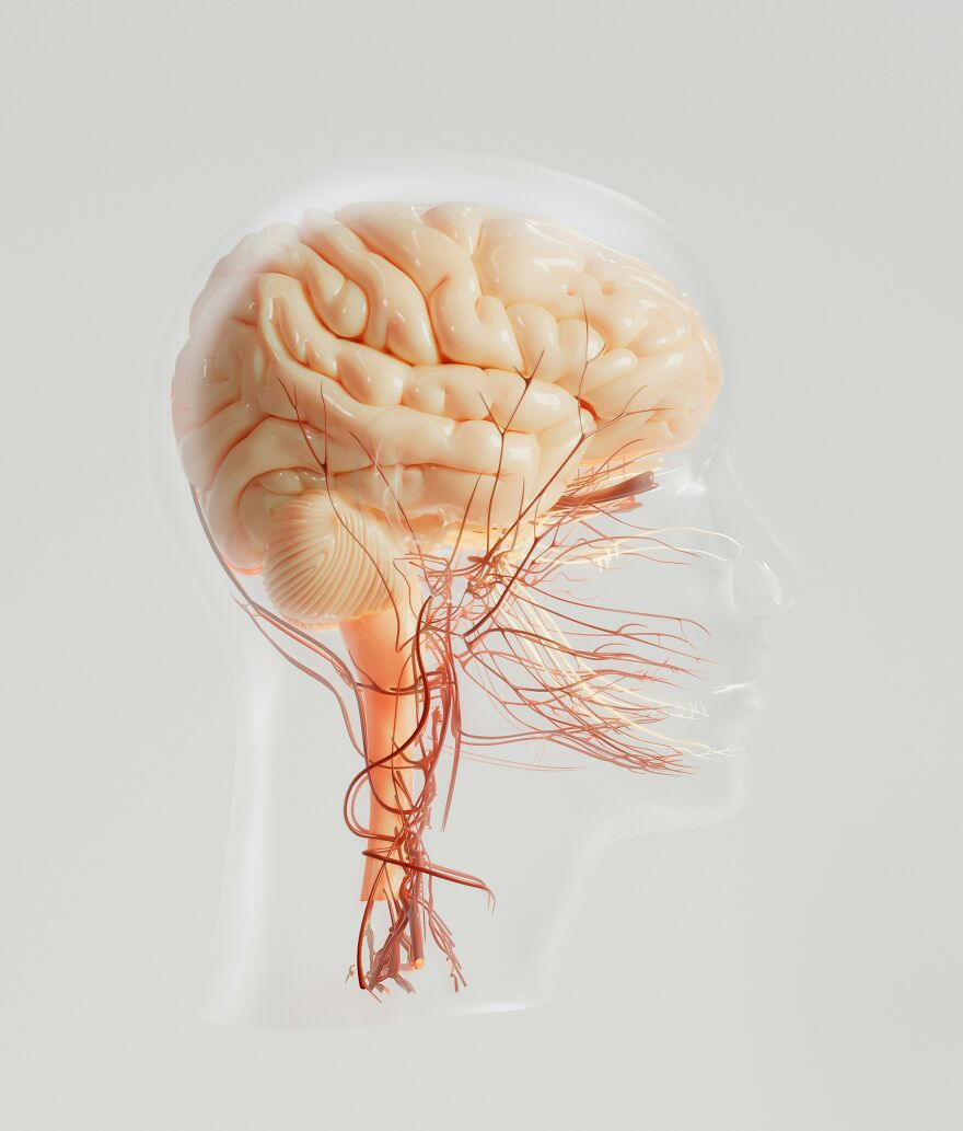 Transparent head showing detailed brain anatomy and nerves, related to neurologist warning on strokes and dementia risks.