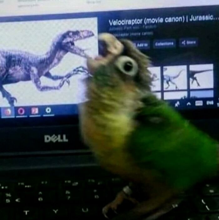 Blurred parrot with wide eyes in front of a laptop screen showing a velociraptor image chaotic animal pics humorously captured.
