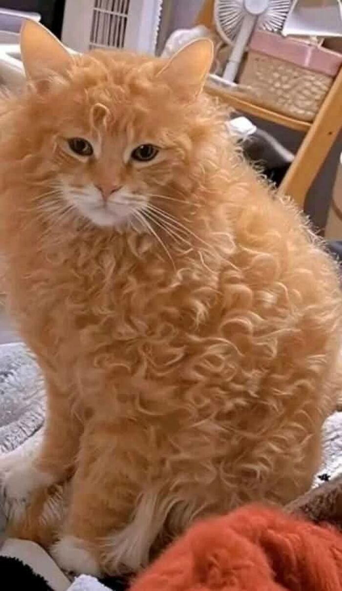 Curly orange cat sitting indoors with soft fur and gentle expression, a charming example of adorable cat pics.