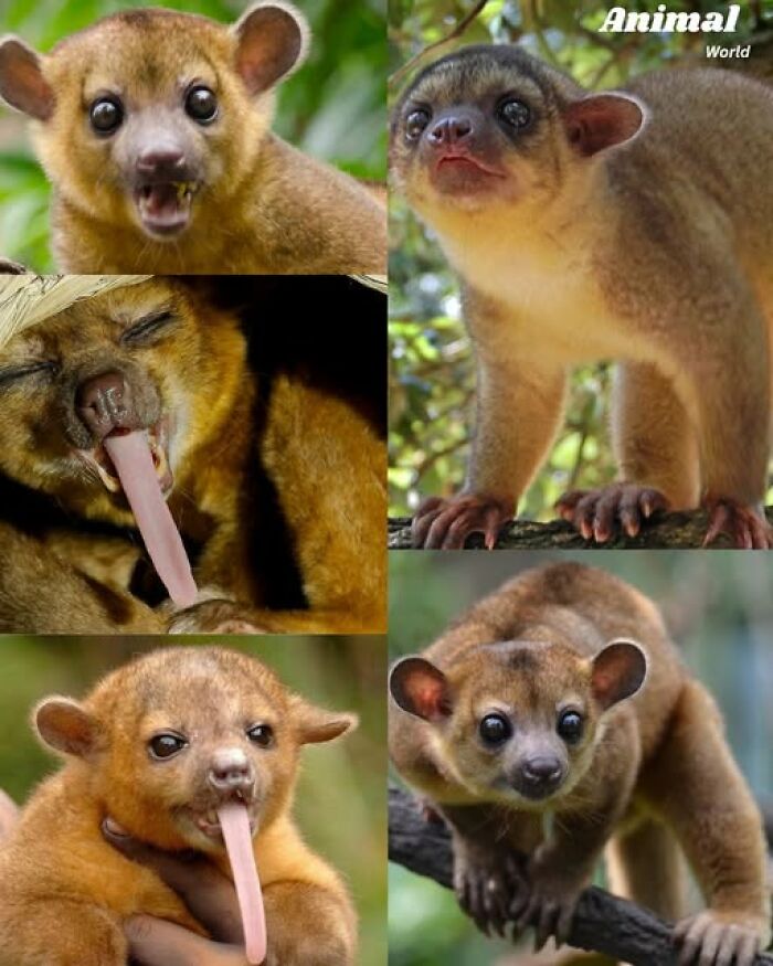 Collage of unique and cute creatures in nature, showcasing adorable animals with unusual features and expressions.
