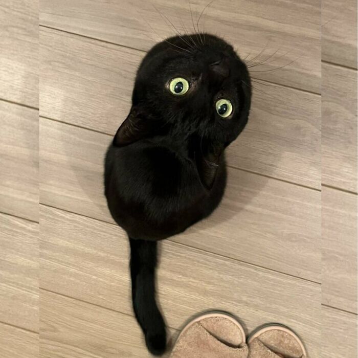 Minimalist doodle of a black cat with bright yellow eyes, part of viral cat pics turned into spot-on art by artist.