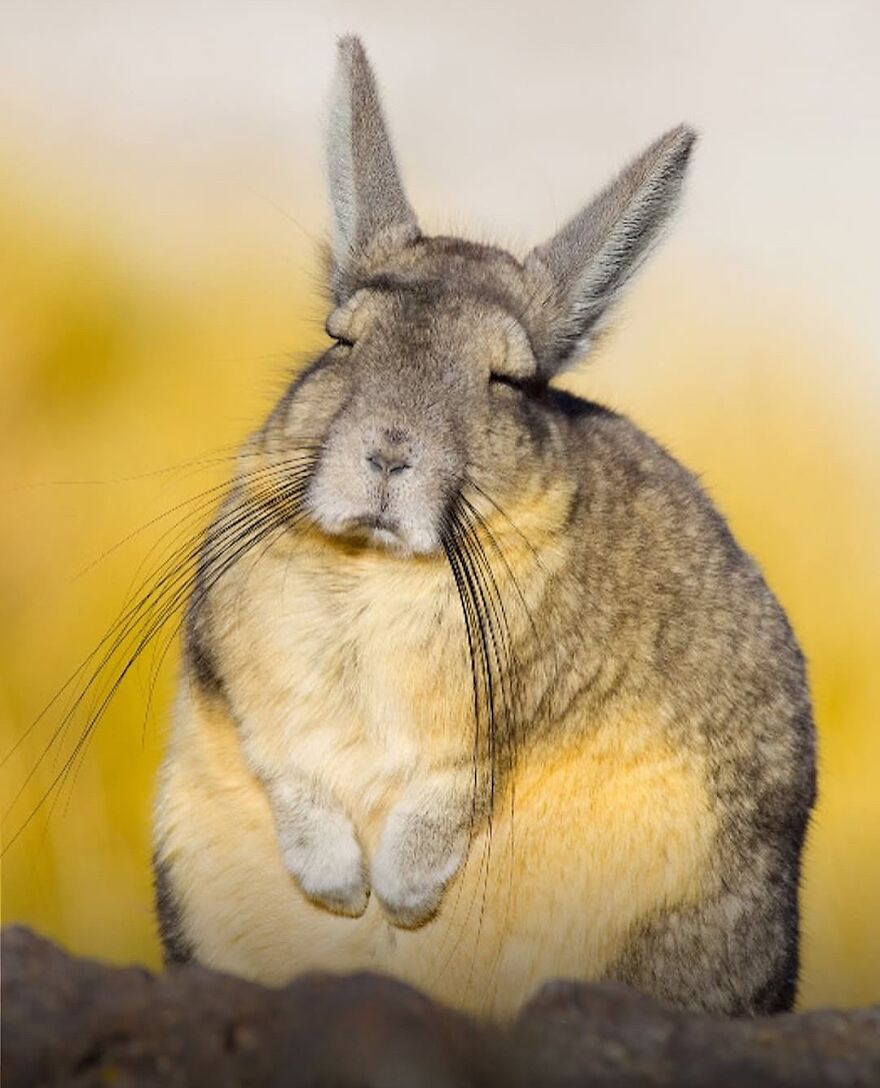 Cute and adorable animal sitting with eyes closed, showcasing the beauty of animals that might brighten up your day.