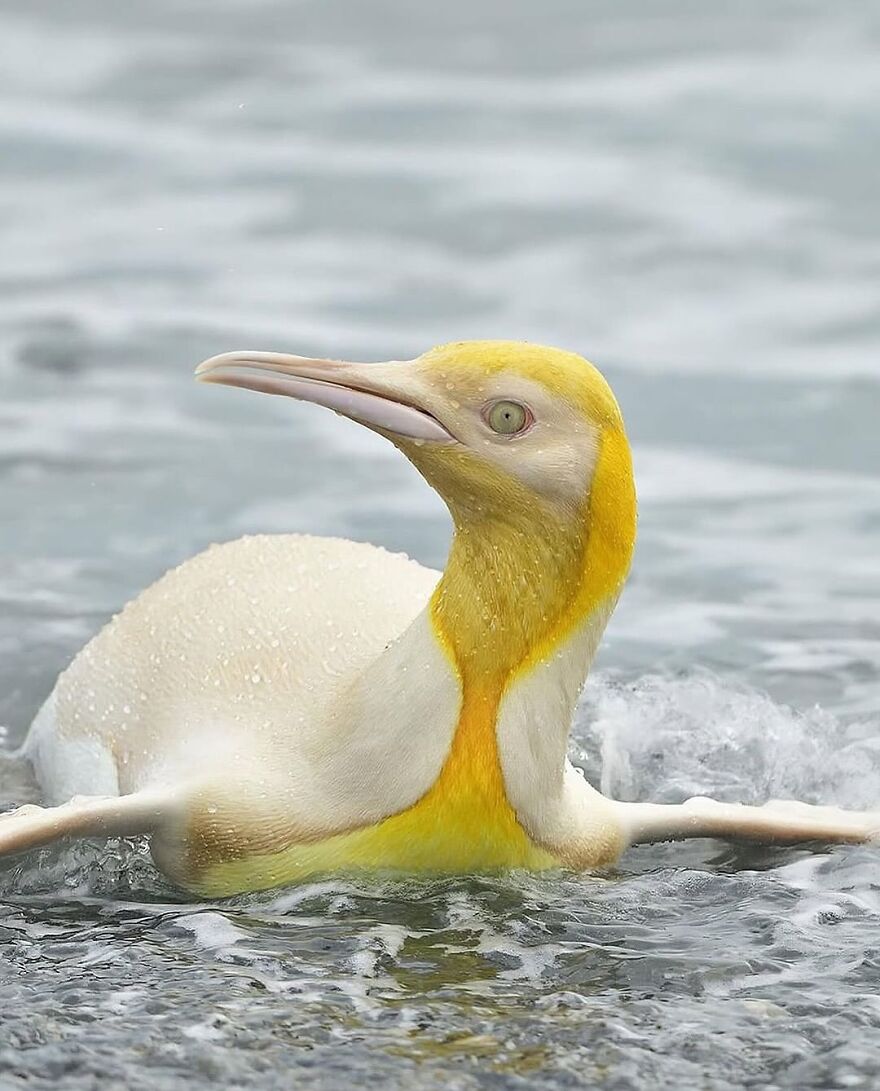 Yellow and white bird swimming in water, showcasing adorable and beautiful animals that might brighten up your day.