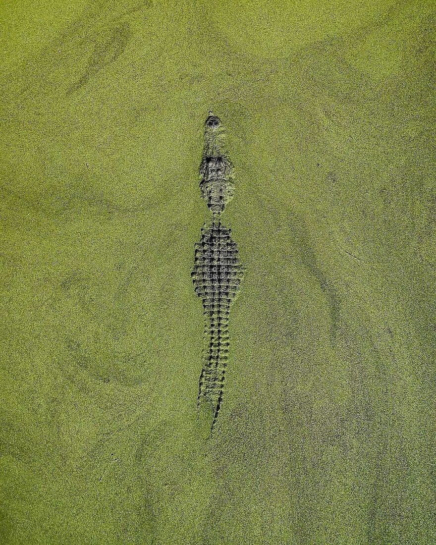 Crocodile camouflaged in green algae, an adorable and beautiful animal blending into natural surroundings.