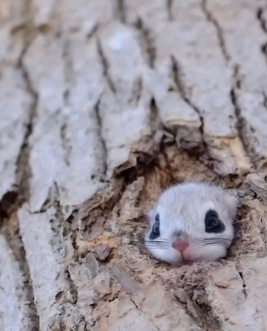 Small adorable animal peeking out from tree bark, showcasing beautiful nature and cute wildlife close-up.