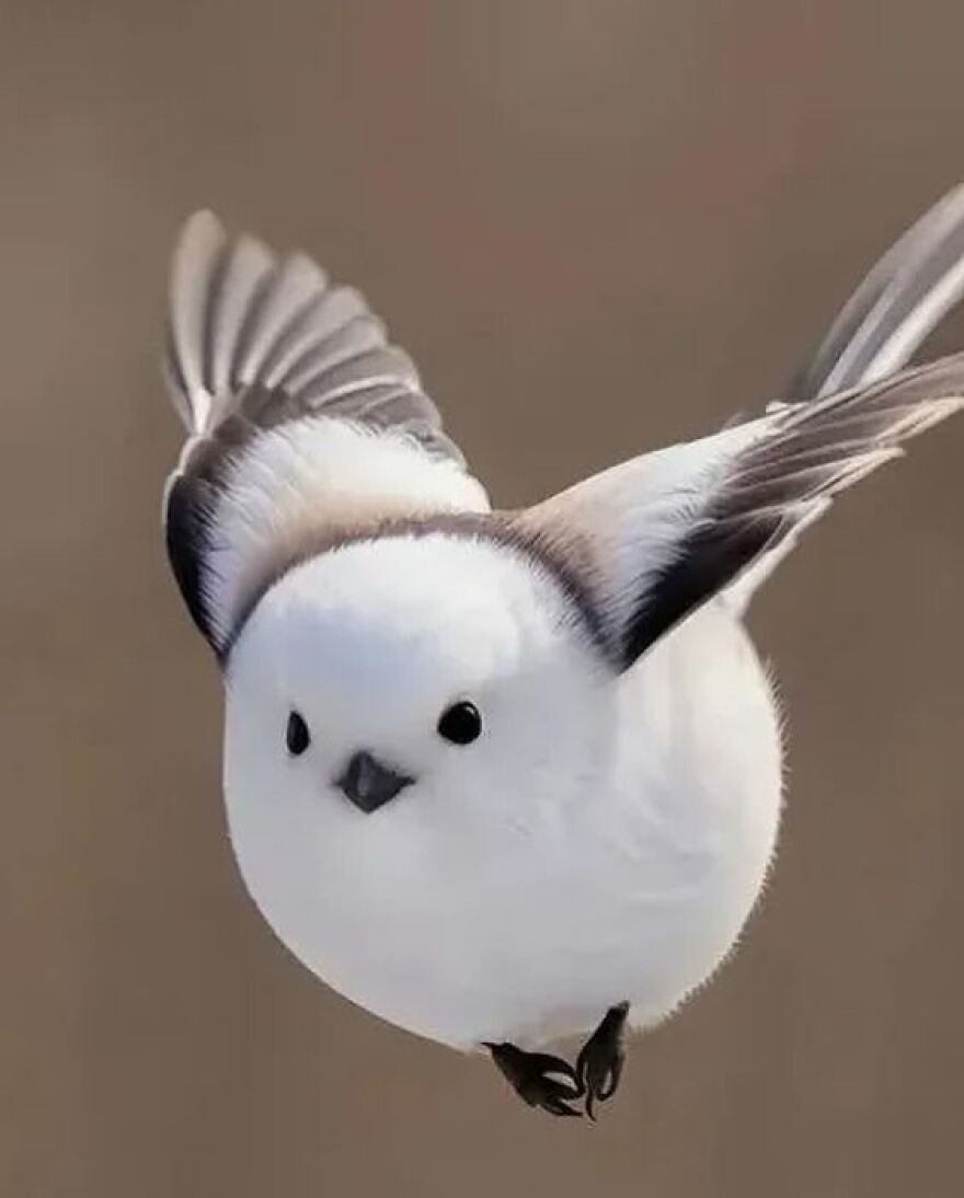 Fluffy white bird with black markings flying, one of the adorable and beautiful animals that might brighten up your day.