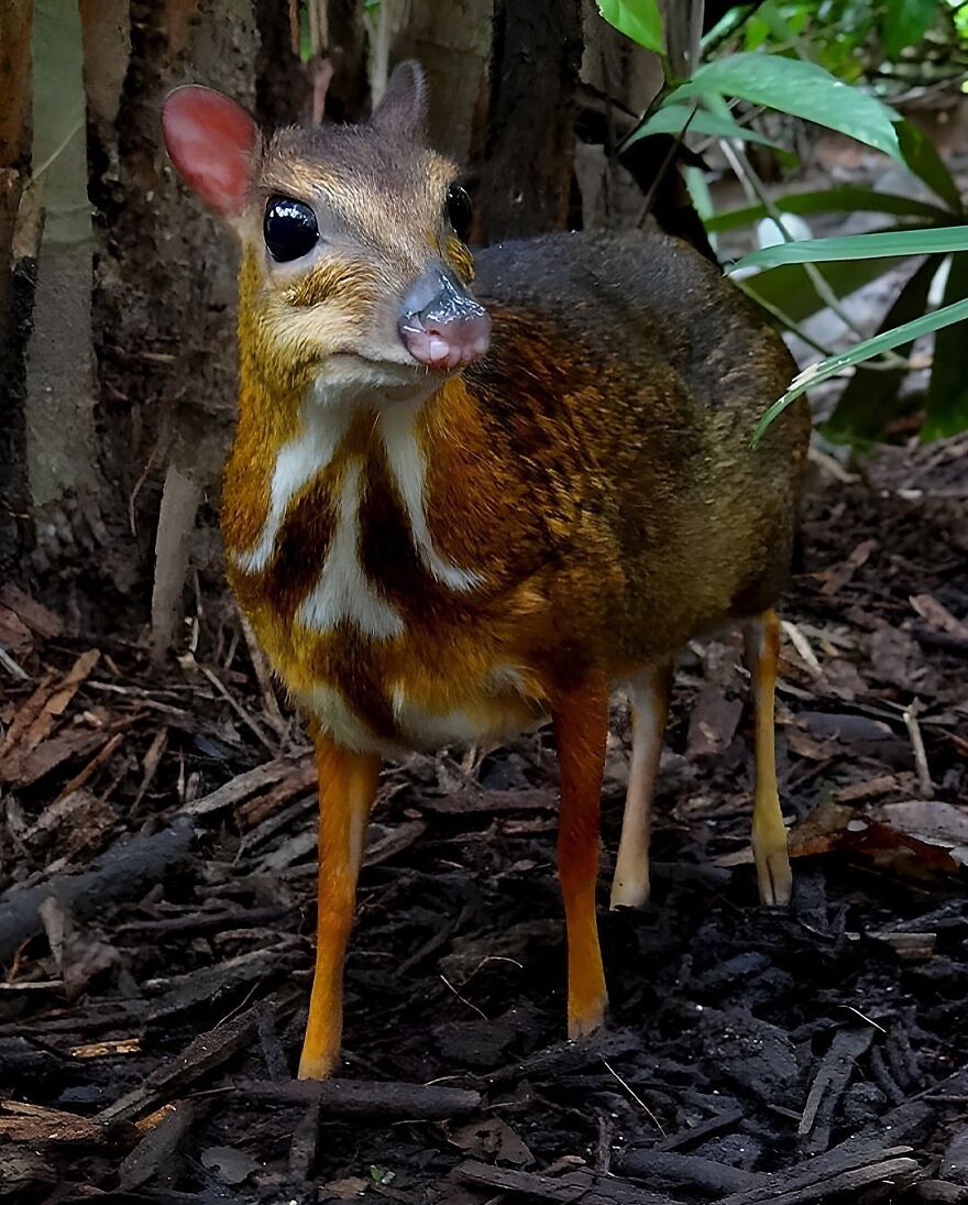Small adorable animal with large eyes and brown fur standing on forest ground surrounded by green leaves and tree bark.