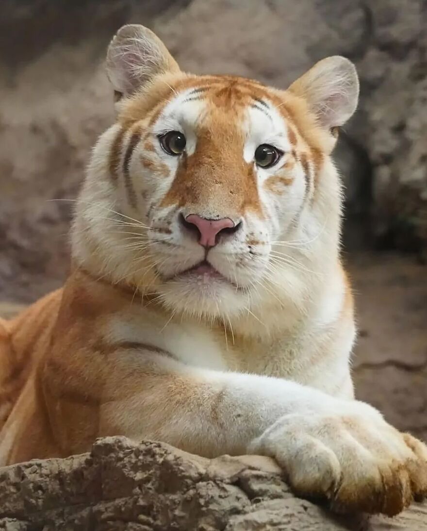 Close-up of an adorable and beautiful animal, a golden tiger resting on rocks with a calm expression.