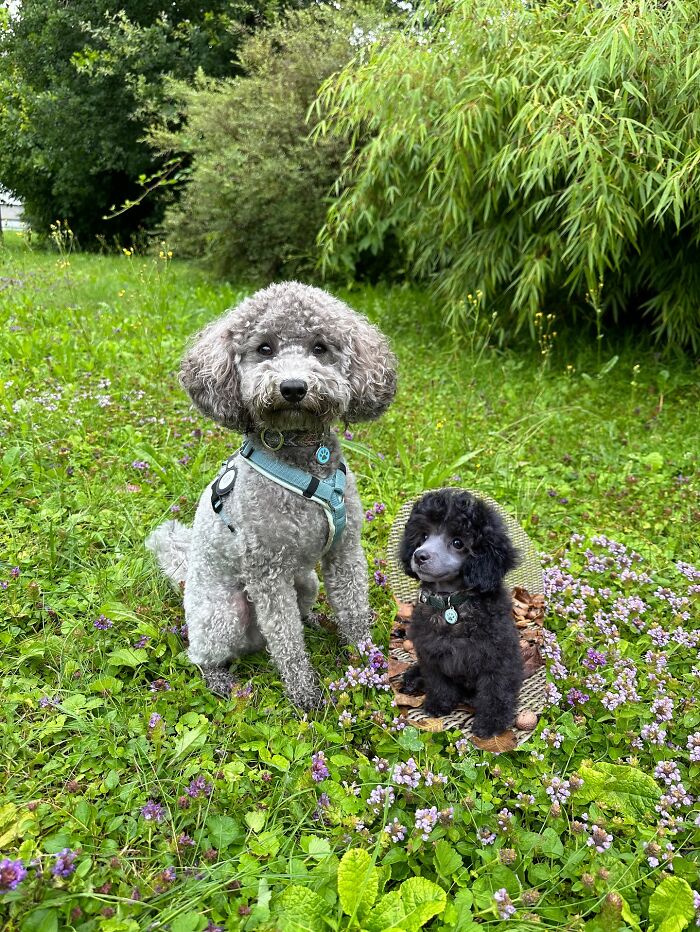 Two curly-haired dogs sitting in a green field with flowers, showcasing animals meeting their younger selves in adorable edits.