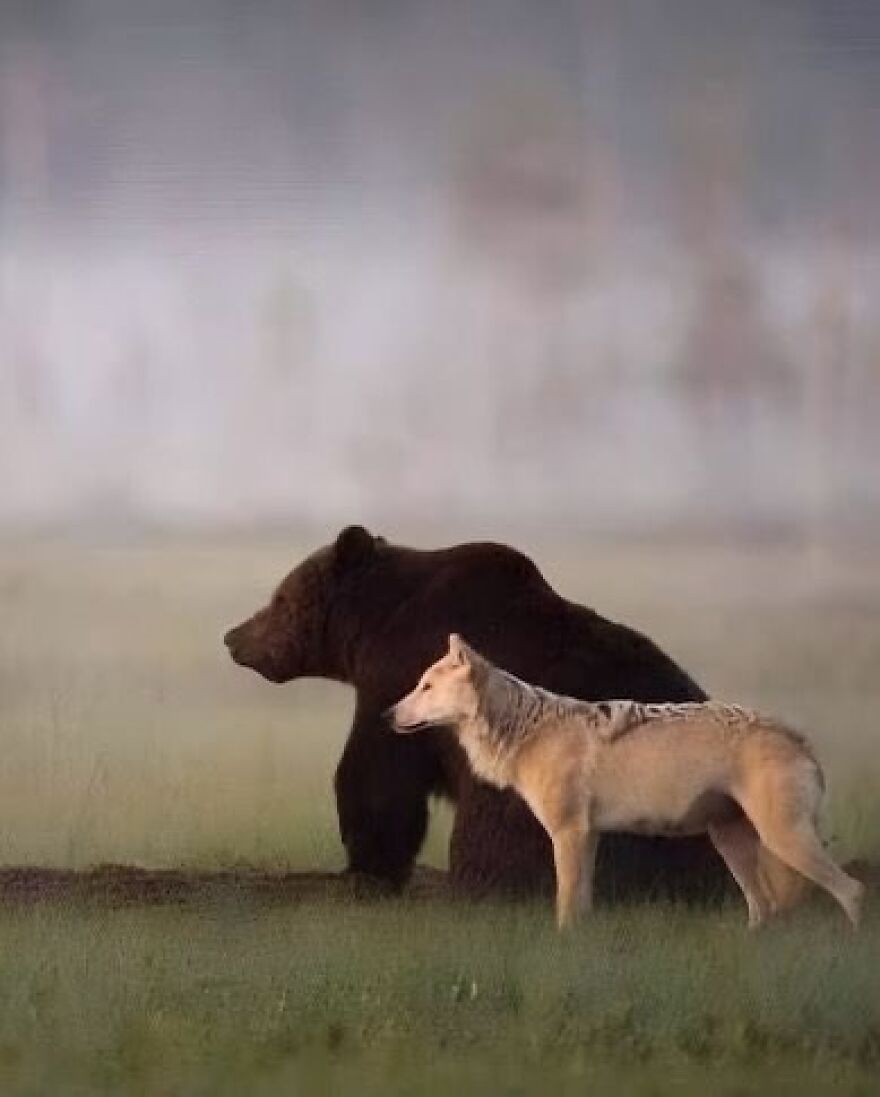 A bear and a wolf standing side by side in a misty field, showcasing adorable and beautiful animals.