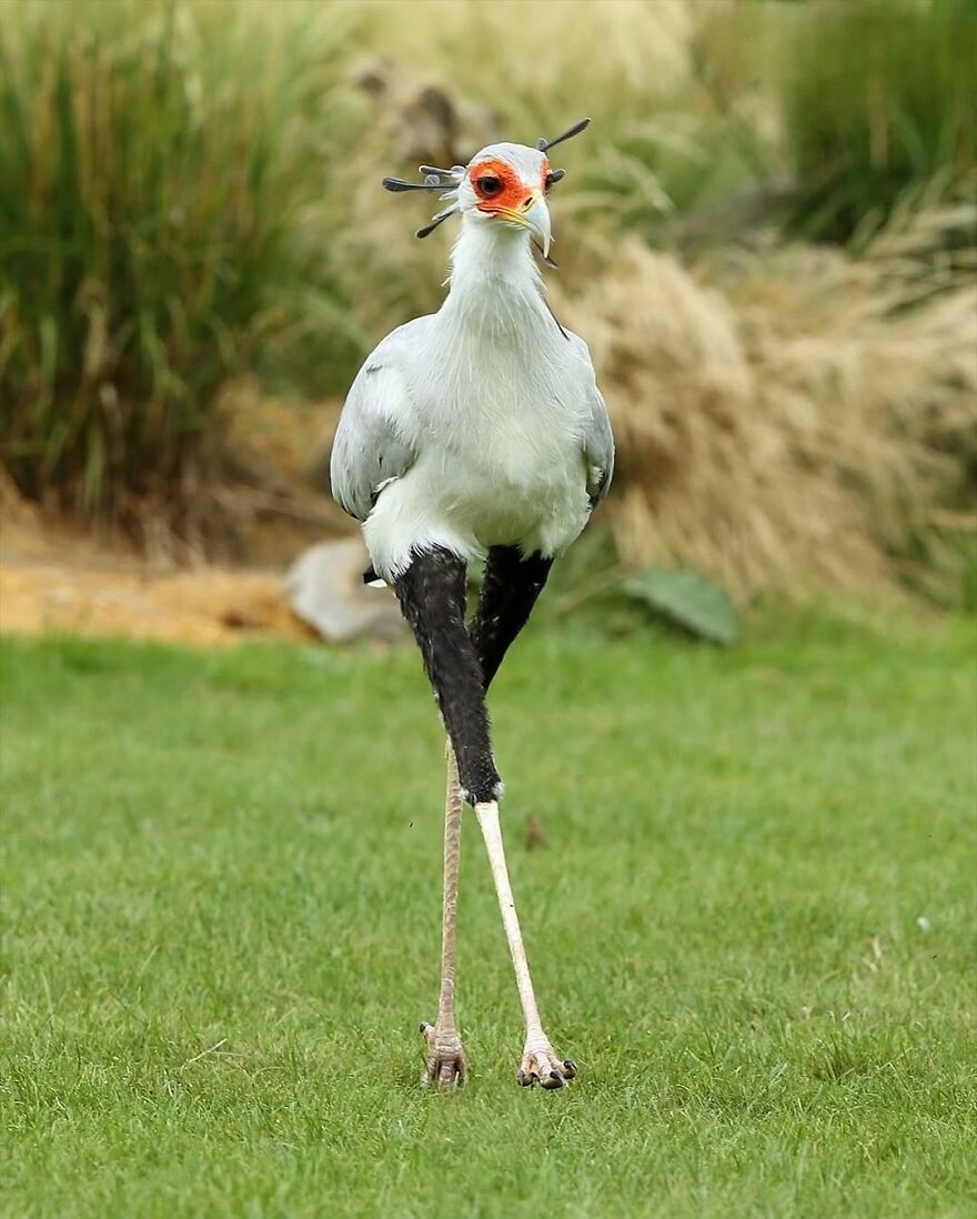 Secretary bird with long legs walking on green grass surrounded by plants, showcasing beautiful animals in nature.