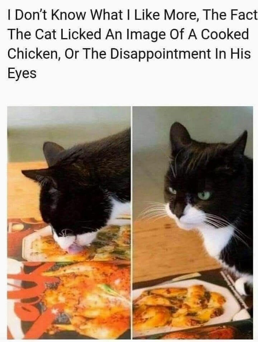 Black and white cat licking a cooked chicken image with a disappointed expression in a funny animal meme.