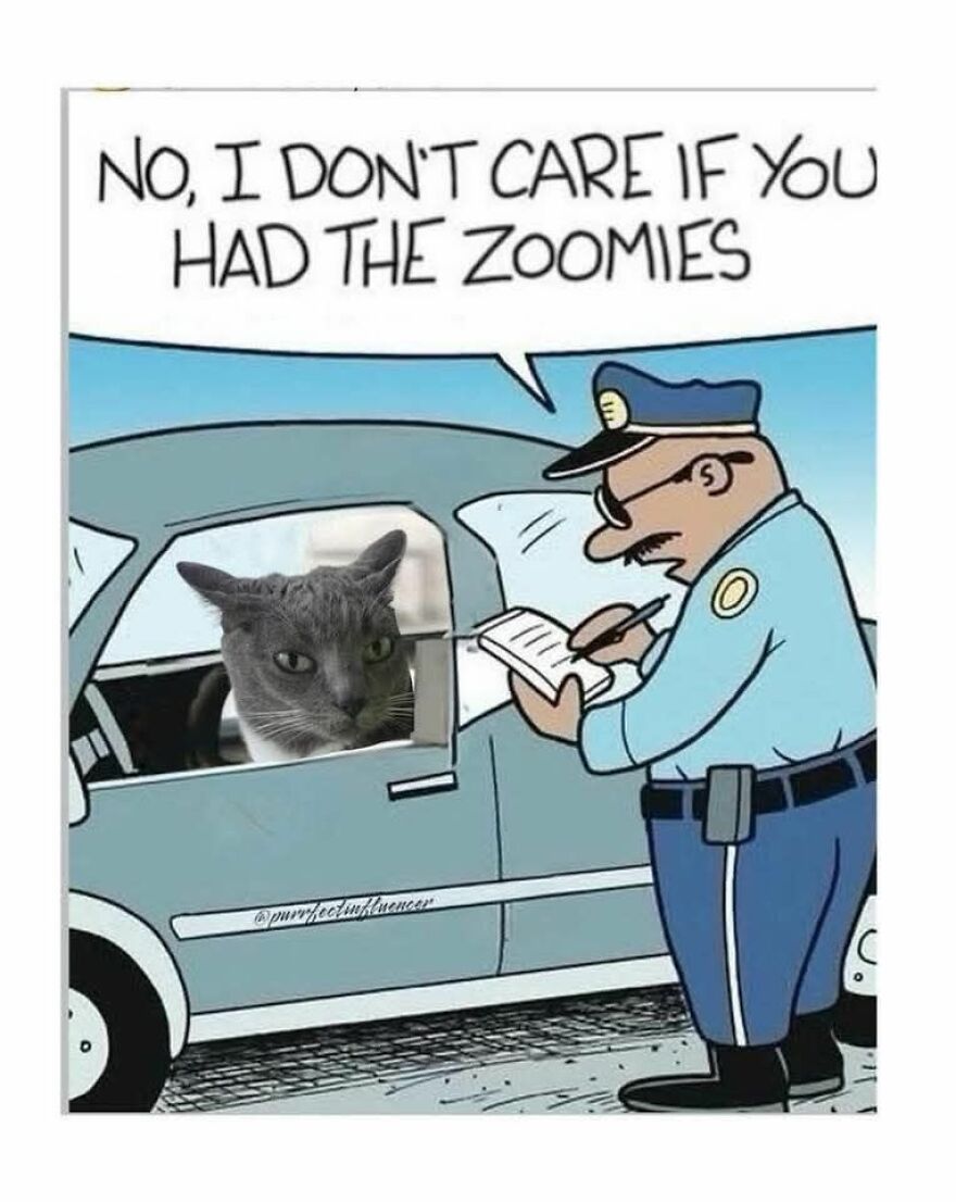 Cartoon of a police officer writing a ticket to a cat in a car, funny and cute animal meme with a humorous caption.