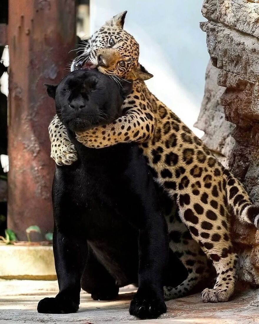 Young spotted leopard playfully hugging a black panther, showcasing adorable and beautiful animals in a natural setting.