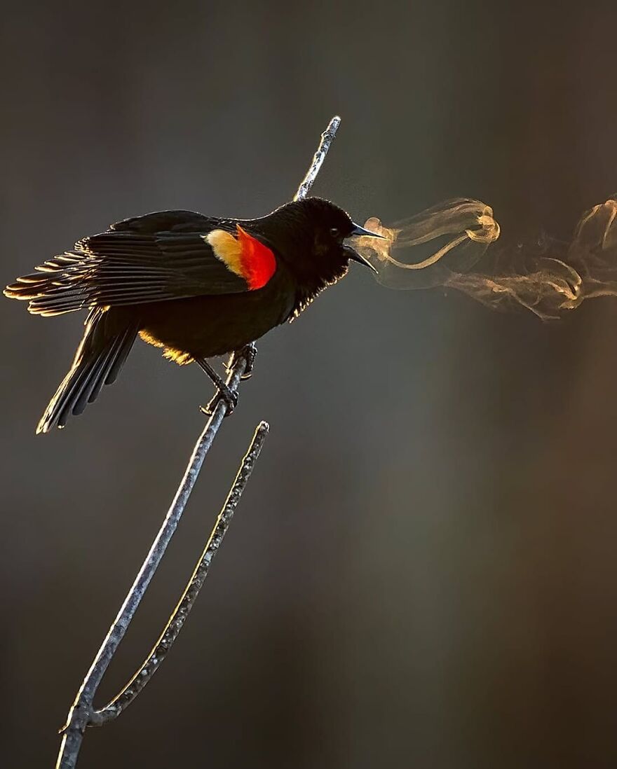 Black bird with red and yellow wing patches perched on a branch, steam visible from its beak, adorable beautiful animal brightening day.