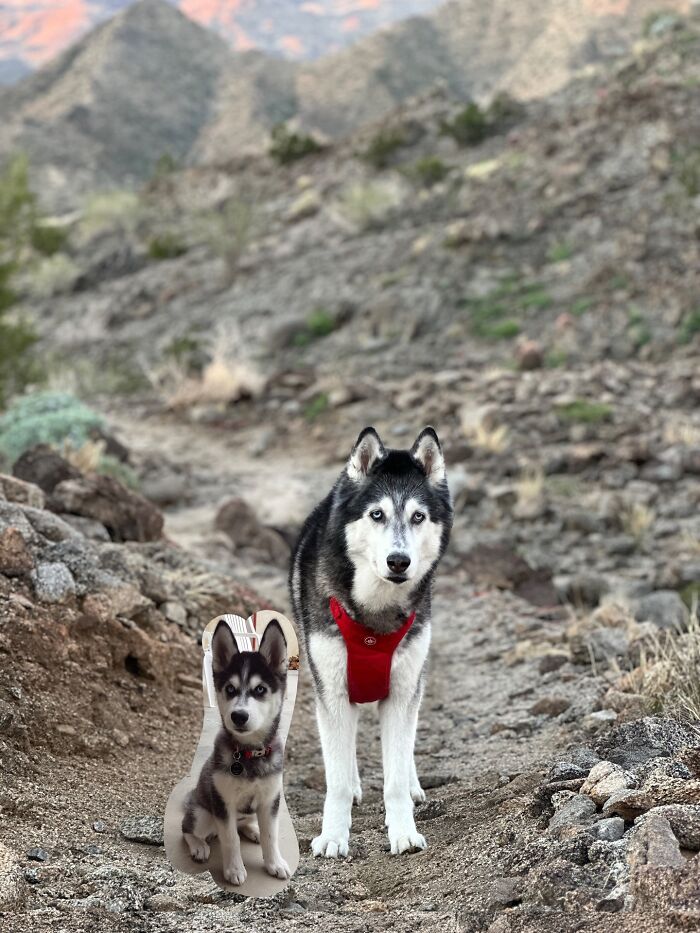 Husky dog and its puppy sitting together on a rocky trail, showcasing adorable animals meeting their younger selves.