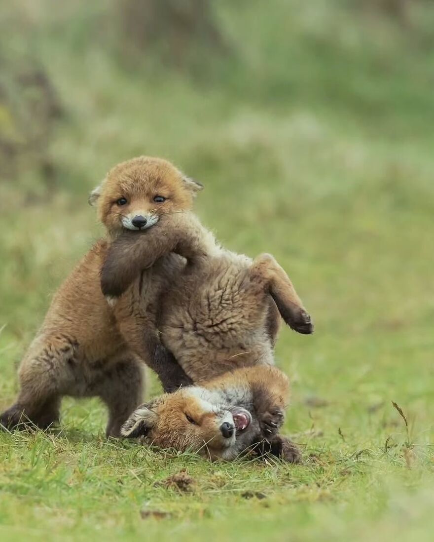 Two adorable and beautiful animals playfully wrestling on grassy ground, showcasing playful and cute behavior.