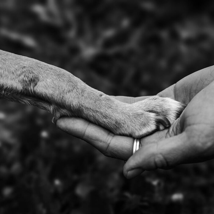 Woman gently holding and comforting one-eyed dog, capturing touching final moments between pets and their humans in black and white.