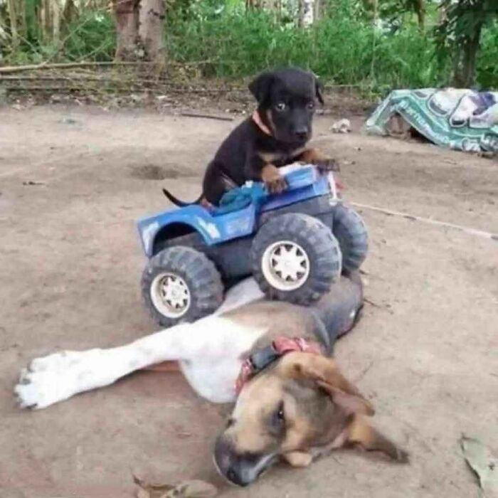 Puppy sitting in a toy truck on top of a larger dog lying on the ground in a hilariously chaotic animal pic.