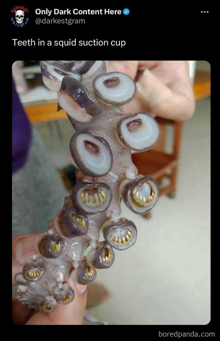 Close-up of a squid suction cup showing sharp teeth, featured on darkest page on Instagram with creepy content.