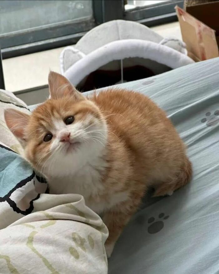 Adorable orange and white kitten sitting on a bed with paw print sheets, showcasing cute and wholesome cat moments.