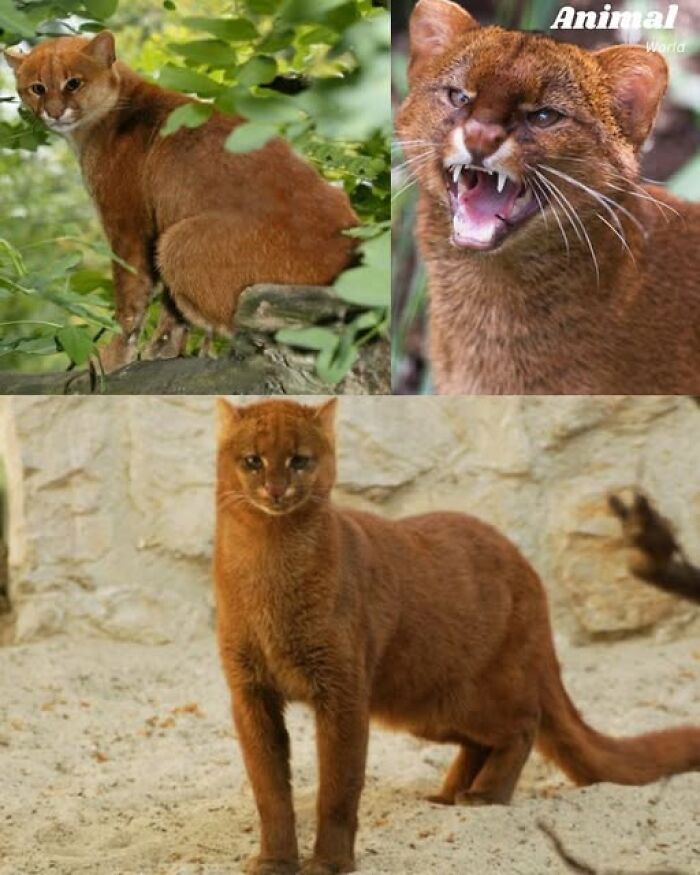 Collage of unique and cute wild creatures with reddish fur showcasing nature’s beautiful surprises in diverse natural habitats.