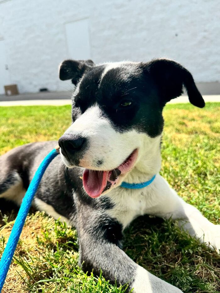 Black and white dog happily resting on grass after being rescued and nursed back to health by caring netizens outdoors. Black and white dog happily resting on grass after being rescued and nursed back to health by caring netizens outdoors.