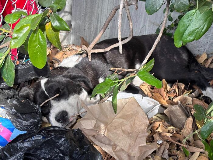 Injured dog resting among trash and leaves before being rescued and nursed back to health by caring netizens. Injured dog resting among trash and leaves before being rescued and nursed back to health by caring netizens.