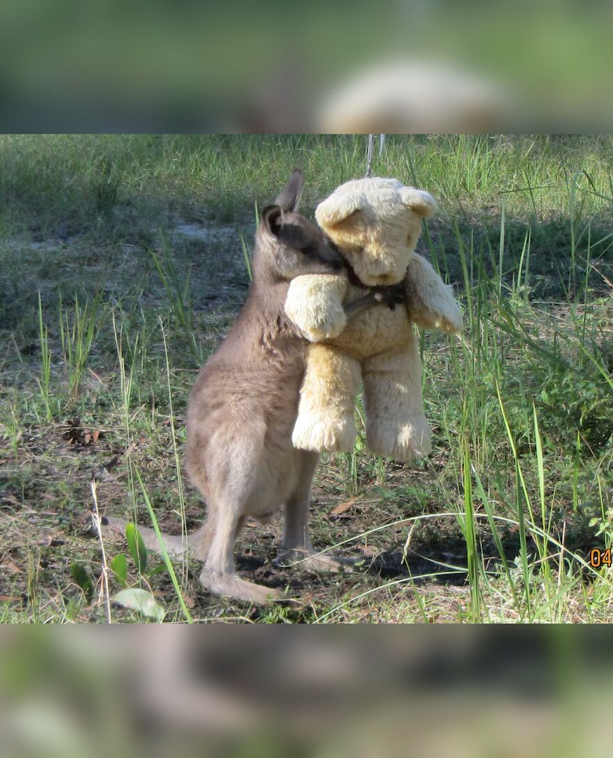 Kangaroo holding a teddy bear in a grassy area, showcasing adorable and beautiful animals in nature.