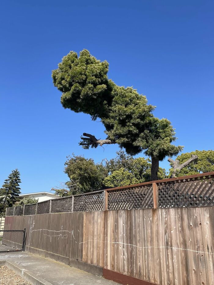 Tree shaped like a face with an outstretched hand next to a wooden fence under a clear blue sky, random objects face illusion.
