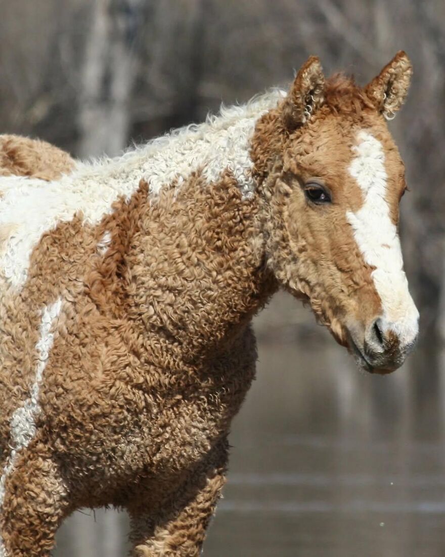 Curly coat young horse standing near water, showcasing one of the adorable and beautiful animals that might brighten up your day.