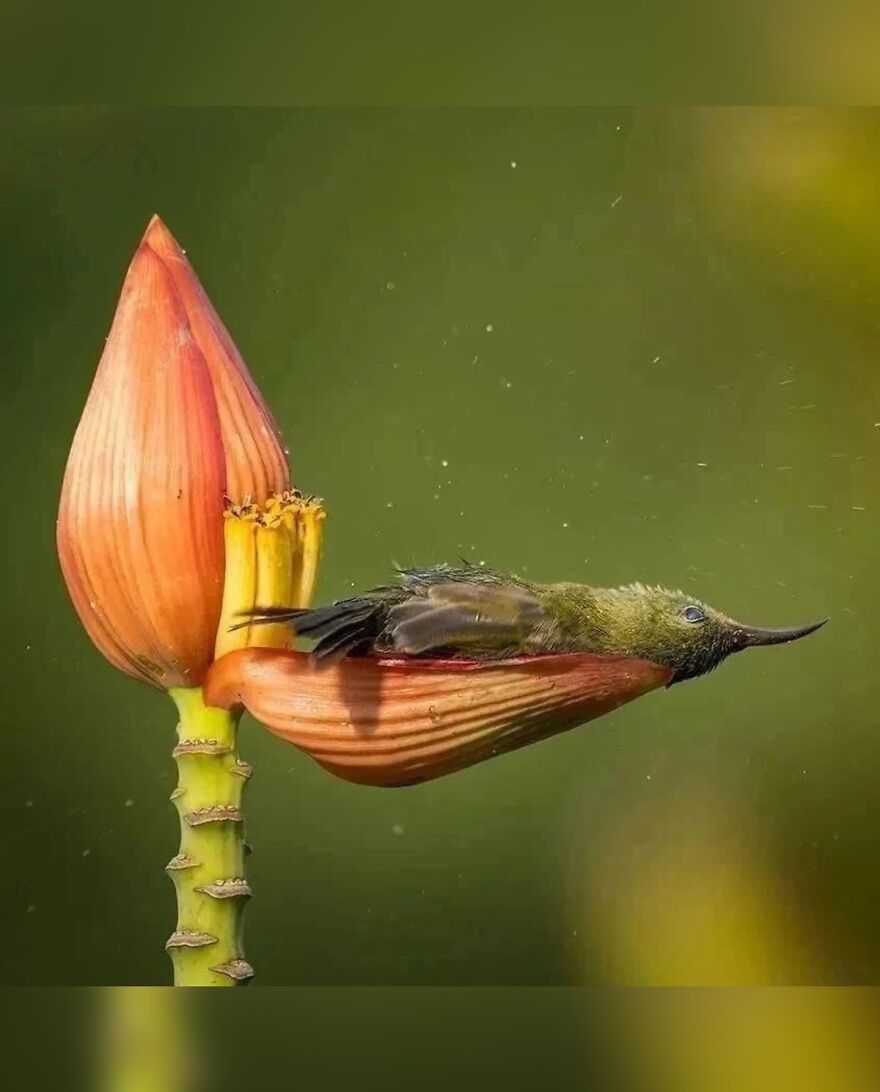Small adorable bird resting inside a flower bud, showcasing one of the beautiful animals that might brighten up your day.