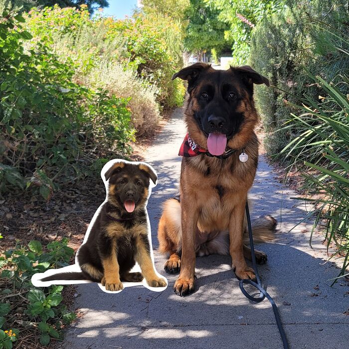 Two German Shepherd dogs sitting on a path surrounded by greenery, showing adorable seeing double edits effect.